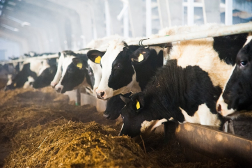 Евросоюз одобрил закрытие нескольких тысяч ферм в Нидерландах
